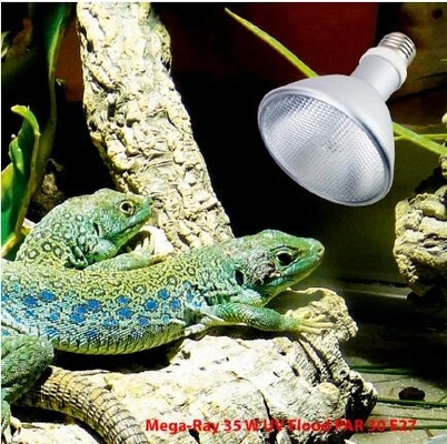 Lumière à spectre complet pour reptiles FTL 35W 6500k ampoule UVB 6000K Alerte à la lumière du jour Certifié CE/ROHS